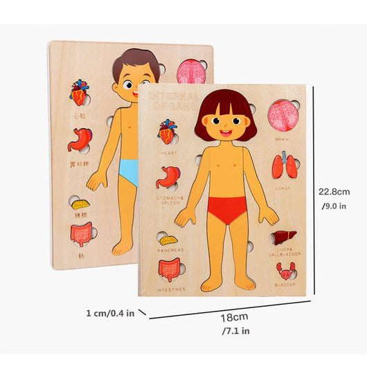 Wooden anatomy models of a boy and a girl with labeled body parts on a white background.