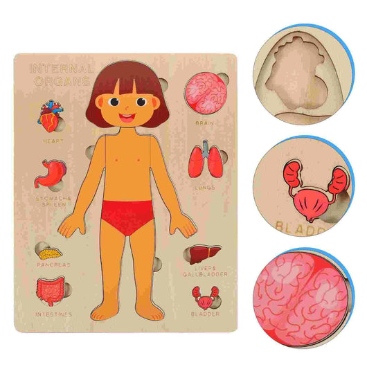 Educational toy with a paper doll and labeled internal organs on a beige background