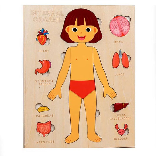 Wooden educational toy with a diagram of a human body and labeled internal organs on a beige background.