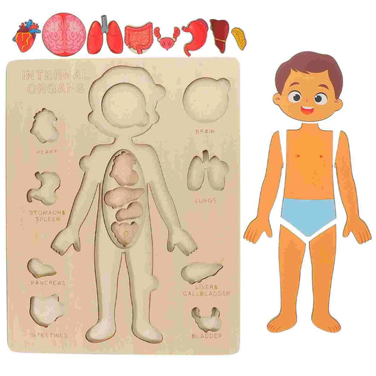 Educational toy set with a body model and internal organs for learning about human anatomy.